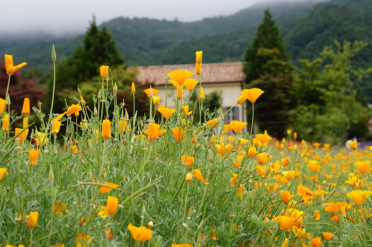 拼多多运营客服账号注册