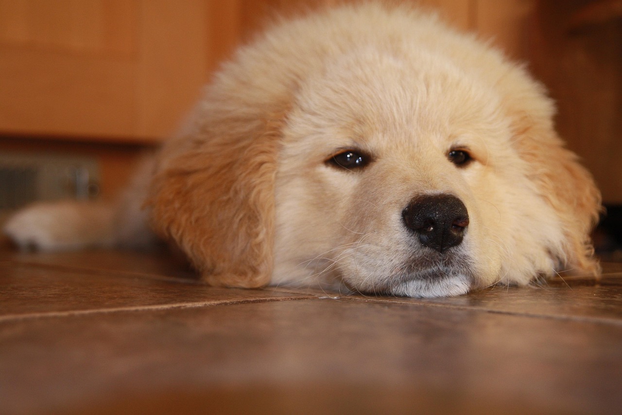 日日顺通信实名账号：蚌埠工商注册代理